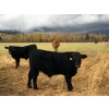 Image 1 : Franz Feldmann - 670# October Delivery Steer Calves - 95 Head (Radium, BC)