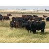 Image 2 : Crane Lake Land & Cattle - 1000# October Grass Heifers - 180 Head (Kerrobert, SK)