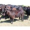 Image 4 : Colven Cattle Co. - 675# Sept/Oct Delivery Steer Calves - 65 Head (Bethune, SK)