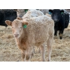 Image 7 : GW Murray Ranches - 540# Dec/Jan Delivery Weaned Steers - 85 Head (Tilley, AB)