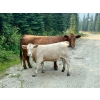Image 8 : Squaw Valley Ranch - 850# October Delivery Steer Calves - 72 Head (Lumby, BC)