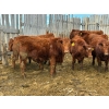 Image 7 : RBD Ranch - 950# January Delivery Steers - 65 Head (Milestone, SK)