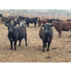 Image 6 : K6 Farms - 770# June Delivery Steers - 145 Head (Linden, AB)
