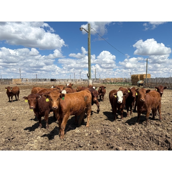 Rick Matz - 20 November Delivery Red Angus X Bred Heifers (Strathmore, AB)