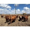 Image 1 : Rick Matz - 20 November Delivery Red Angus X Bred Heifers (Strathmore, AB)