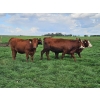 Image 4 : C.O. Johnson & Sons Ranches - 915# September Delivery Grass Heifers - 100 Head (Scandia, AB)