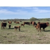 Image 11 : Hines Ranching Co. Ltd. - 525# November Delivery Steer Calves - 210 Head (Marwayne, AB)