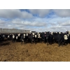 Image 6 : A&A Farms - 32 Black Blaze/Brockle Replacement Heifers (Coaldale, AB)