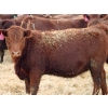 Image 4 : A&A Farms - 25 Red Replacement Heifers (Coaldale, AB)