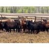 Image 4 : Bruce & Judy Dickson - 909# May Delivery Heifers - 50 Head (Leslieville, AB)