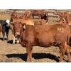Image 6 : Rob Mossey - 1000# August Delivery Heifers - 120 Head (Vauxhall, AB)