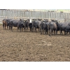 Image 6 : M.S. MacLean Livestock - 1400# Black/BBF Feeding Cows - 29 Head (Coaldale, AB)