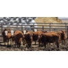 Image 3 : Cattlewood Farms Ltd. - 675# May Delivery Heifers - 85 Head (Swalwell, AB)
