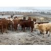 Image 2 : Dennis & Barb Holmes - 762# March Delivery Heifers - 64 Head (Cochrane, AB)