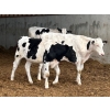 Image 2 : Camrose Colony - 635# Holstein Steers - 16 Head (Camrose, AB)