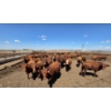 Image 7 : Cattlewood Farms Ltd. - 805# June/July Delivery Heifers - 75 Head (Fincastle, AB)