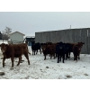 Image 7 : Star Over Bar Ranch Ltd. - 670# December Delivery Weaned Heifers - 25 Head (Biggar, SK)