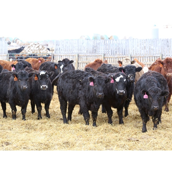 Brock & Garett Thompson - 800# April/May Delivery Heifers - 75 Head (Carnduff, SK) VBP+
