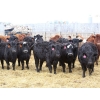 Image 1 : Brock & Garett Thompson - 720# April/May Delivery Heifers - 83 Head (Carnduff, SK) VBP+