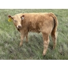 Image 8 : Saddleridge Farming - 640# November Delivery Steers - 100 Head (Rosemary, AB)
