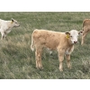 Image 10 : Saddleridge Farming - 640# November Delivery Steers - 100 Head (Rosemary, AB)