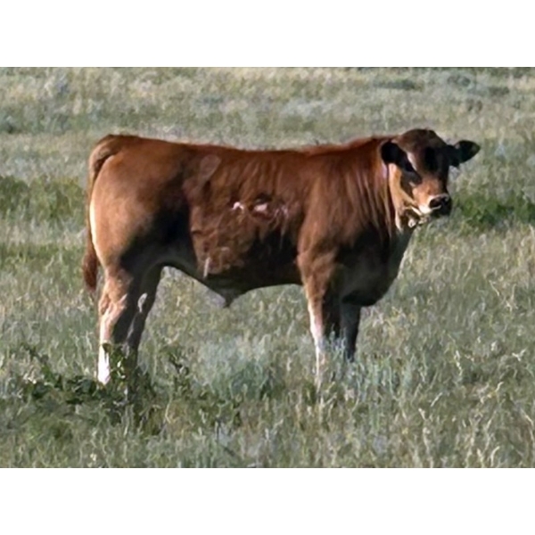 Lynn Dee Ray Ltd. - 620# October Delivery Steer Calves - 65 Head (Sheerness, AB)