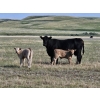 Image 14 : CK Cattle Co. (Scott & Laura Culligan) - 490# October Delivery Steer Calves - 120 Head (Eyre, SK)