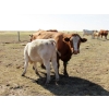 Image 2 : Ernie, Kathy & Kyle Lee - 600# October Delivery Steer Calves - 80 Head (Hanna, AB)