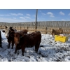 Image 5 : X Bar X Cattle Co. Ltd. - 1036# March/April Delivery Steers - 60 Head (Lomond, AB)
