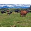 Image 4 : Los Cuatros Ranch - 490# October Delivery Steer Calves - 38 Head (Clinton, BC)