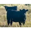 Image 9 : Valley View Ranch - 950# October Delivery Grass Heifers - 150 Head (Strathmore, AB)