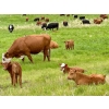 Image 8 : Pine Ranch Ltd. - 500# November Delivery Steer Calves - 95 Head (Morse, SK) VBP+
