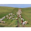 Image 7 : Tom Malmberg - 630# October Delivery Steer Calves - 70 Head (Spring Coulee, AB)