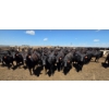 Image 3 : Cattlewood Farms Ltd. - 935# June/July Delivery Heifers - 133 Head (Fincastle, AB)