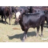 Image 8 : Colven Cattle Co. - 675# Sept/Oct Delivery Steer Calves - 65 Head (Bethune, SK)