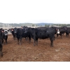 Image 3 : Curtis Farms - 60 Black Angus X Replacement Heifers (Armstrong, BC)