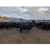 Image 5 : Kamloops Area Ranchers - 555# October Delivery Heifer Calves - 100 Head (Kamloops, BC)