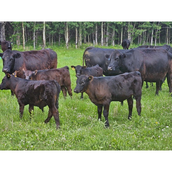 Vandenhoven Farms - 640# November Delivery Steer Calves - 95 Head (Rimbey, AB)