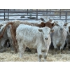Image 2 : GW Murray Ranches - 480# Dec/Jan Delivery Weaned Heifers - 95 Head (Tilley, AB)