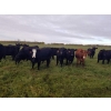 Image 3 : 7L Ranch - 935# October Delivery Grass Heifers - 63 Head (Lakeland, MB)