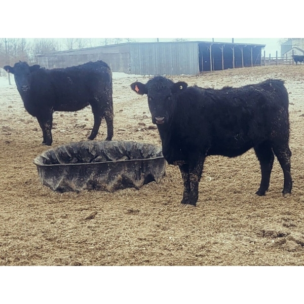 Double X Management - 830# January Delivery Yearling Heifers - 70 Head (Langruth, MB)