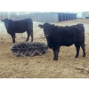 Image 1 : Double X Management - 830# January Delivery Yearling Heifers - 70 Head (Langruth, MB)