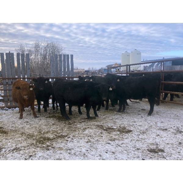 Lake Forest Farms Herd Dispersal - 8 Simm/Angus X Bred Heifers (Arnes, MB)