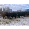 Image 1 : Lake Forest Farms Herd Dispersal - 8 Simm/Angus X Bred Heifers (Arnes, MB)