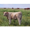 Image 2 : Logan Ranching - 680# November Delivery Steer Calves - 85 Head (Oyen, AB)