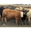 Image 5 : Jason Szymanek - 760# April Delivery Heifers - 245 Head (Stauffer, AB)