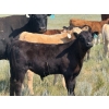 Image 8 : Justin & Kryston Tateson - 750# December Delivery Weaned Steers - 83 Head (Scandia, AB)