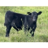 Image 3 : Brandin & Patrick Beasley - 525# October Delivery Steer Calves - 220 Head (Boggy Creek, MB)