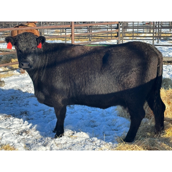 Resch Ranch - 5 Middle-Aged Cows (Pen 422) *Later Bred*