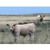 Image 4 : Jean Lamson - 630# October Delivery Steer Calves - 85 Head (Hanna, AB)